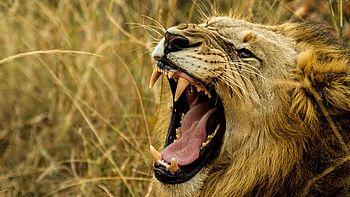 Roaring lion. Image under licence Pixabay