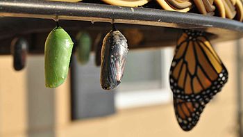 Cocoons turning into butterflies. Image under licence Unsplash